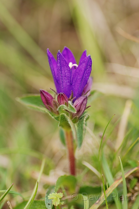 Clustered bellflower - B.jpg - Clustered bellflower - Bedfordshire